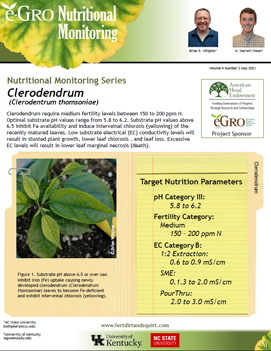 Clerodendrum