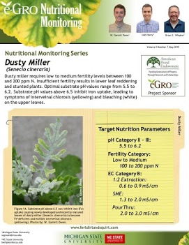 Dusty Miller