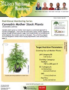 Hemp Mother Stock