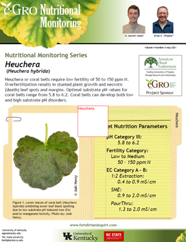 Heuchera