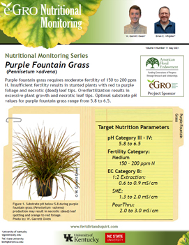 Purple Fountain Grass