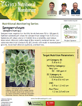 Sempervivum