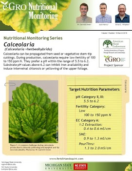 Calceolaria