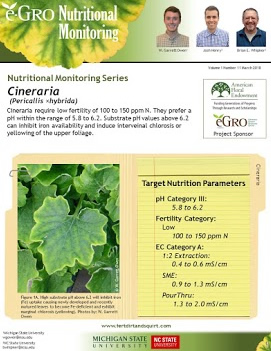 Cineraria