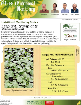 Eggplant, transplants
