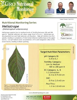 Heliotrope