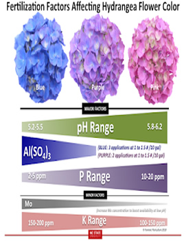 Hydrangea Flower Color Mini Poster 