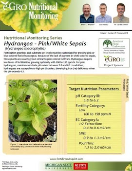 Hydrangea, Pink/White