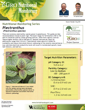 Plectranthus