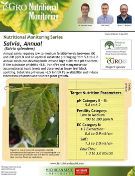 Salvia, Annual