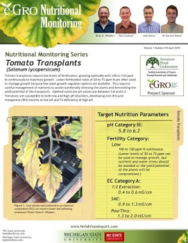 Tomato, transplants
