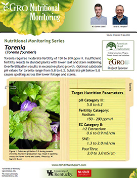 Torenia