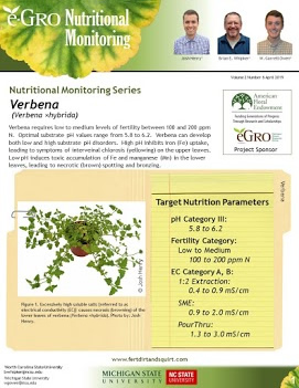 Verbena