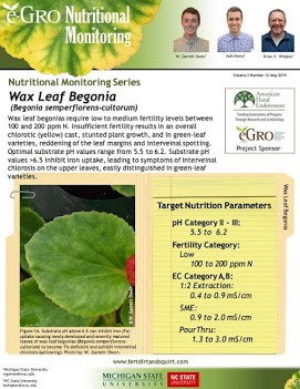 Wax Leaf Begonia